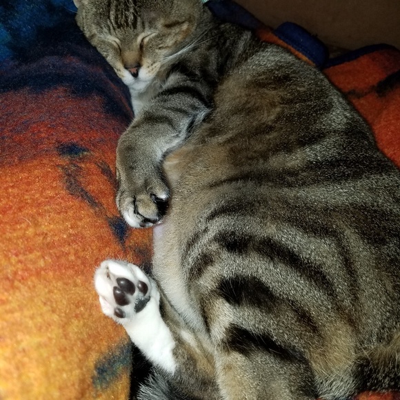 Meet your Posher, Victoria - Picture 2 of 4